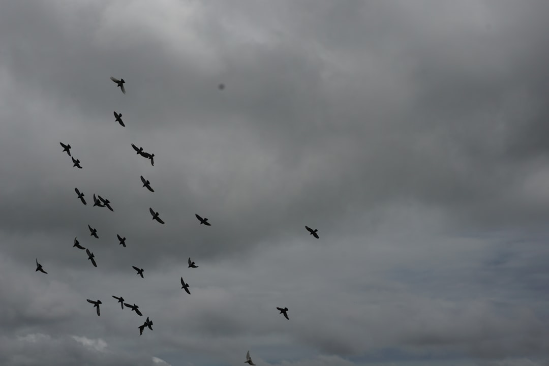 El Pájaro en tus Sueños: Un Vuelo de Mensajes del Más Allá y la Sabiduría Ancestral