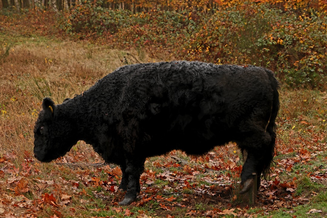 El Misterio de la Vaca en tus Sueños: Un Viaje por la Mística Latinoamericana