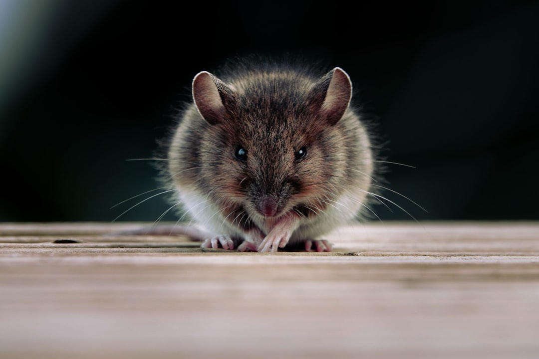 A small mouse sitting on a wooden surface