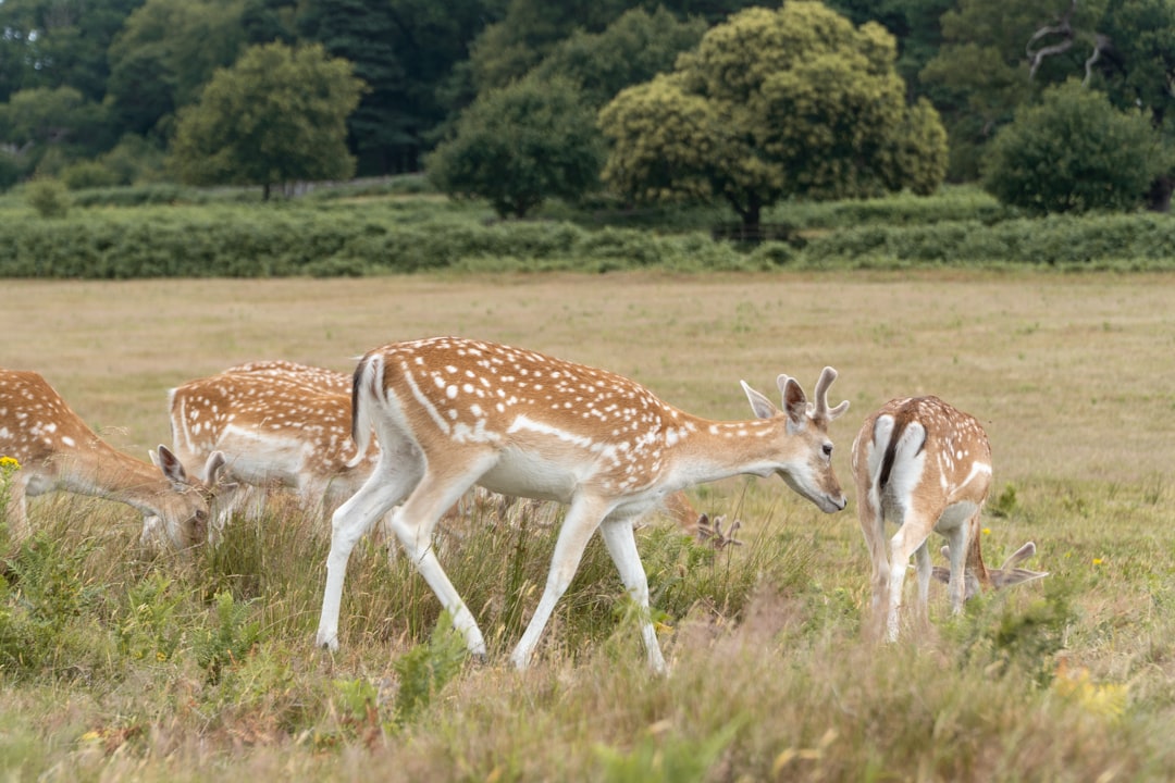 El Ciervo en Tus Sueños: Mensajes del Espíritu y el Destino