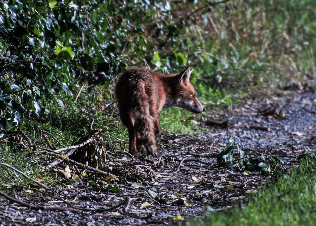 A small brown animal standing on a dirt road