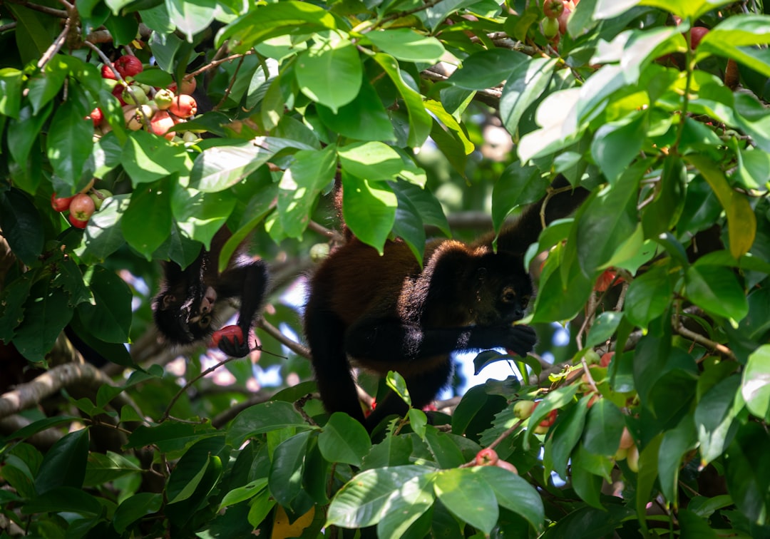 El Mono en tus Sueños: Mensajes Ancestrales y Místicos de Latinoamérica