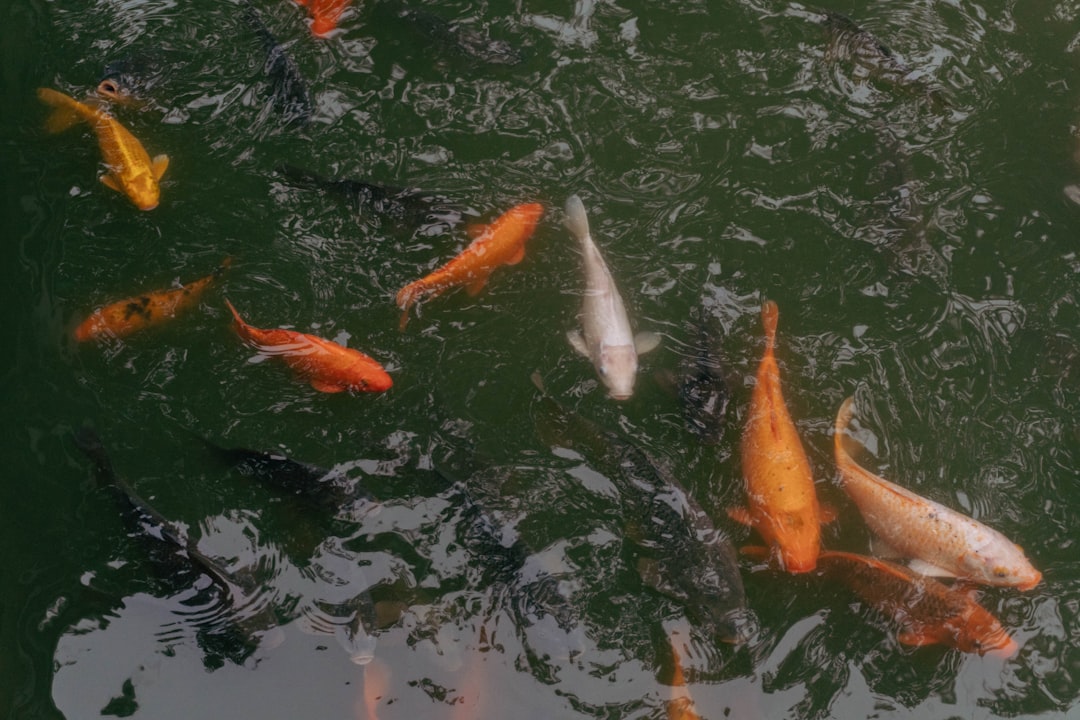 a group of fish swimming in a pond