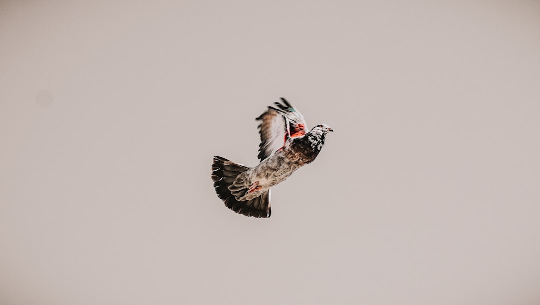 brown and white bird flying