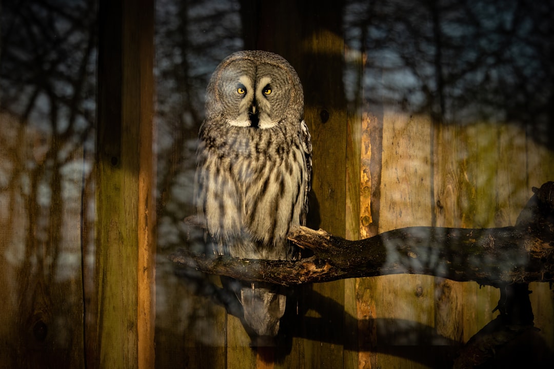 an owl is sitting on a tree branch