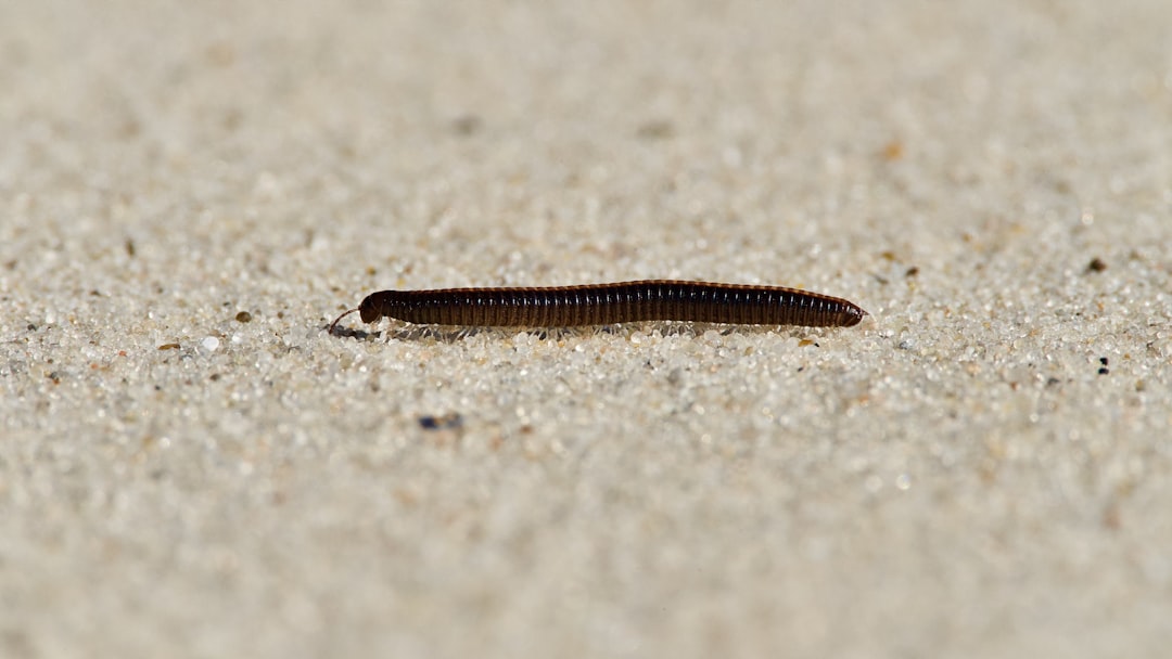 a black and white snake on the ground