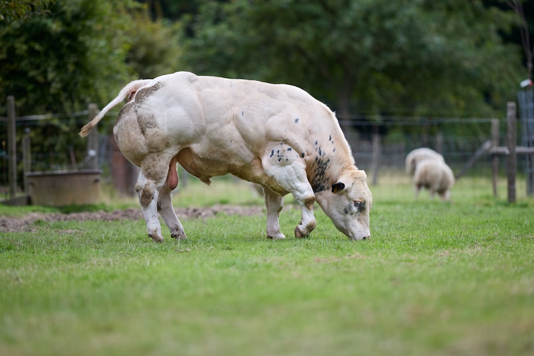 A muscular bull graizes in a green field.
