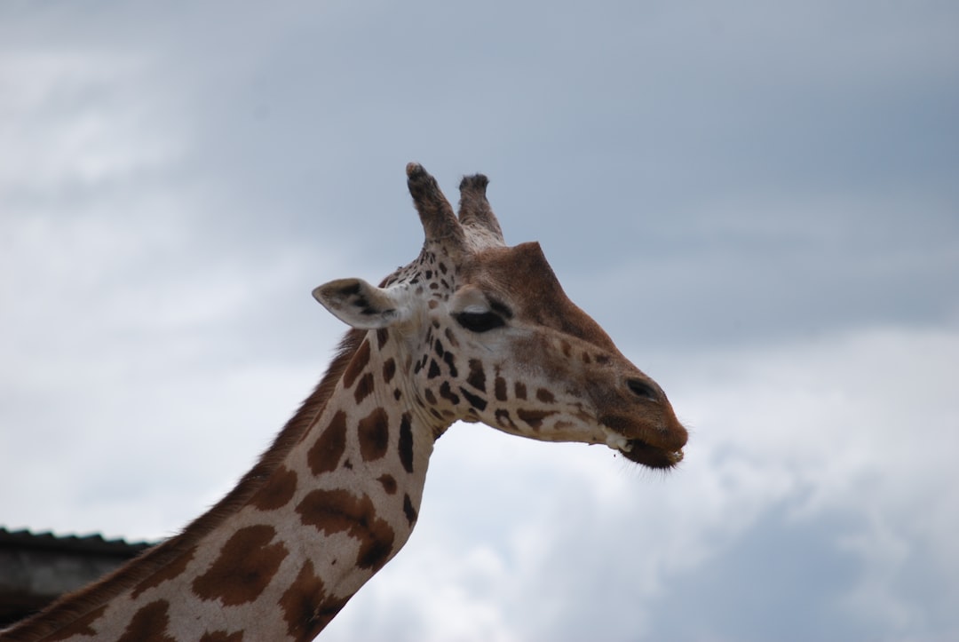 A giraffe's head and neck against a cloudy sky