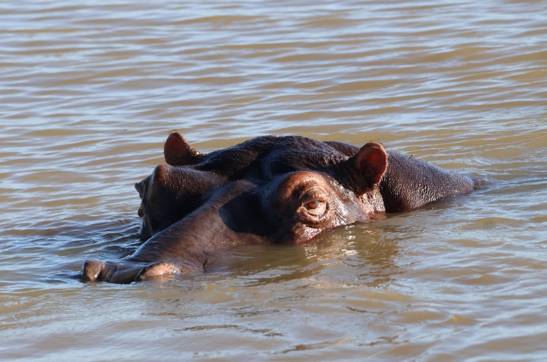 Hippopotamus emerges from murky water