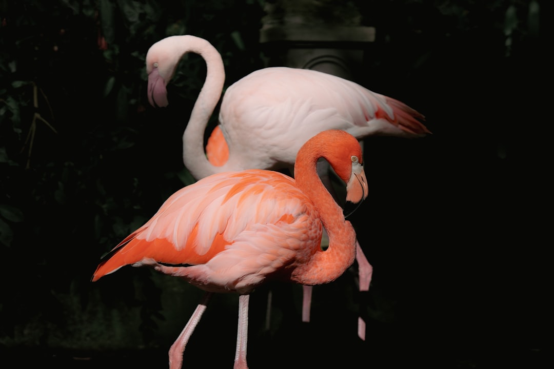 Two pink flamingos stand close together