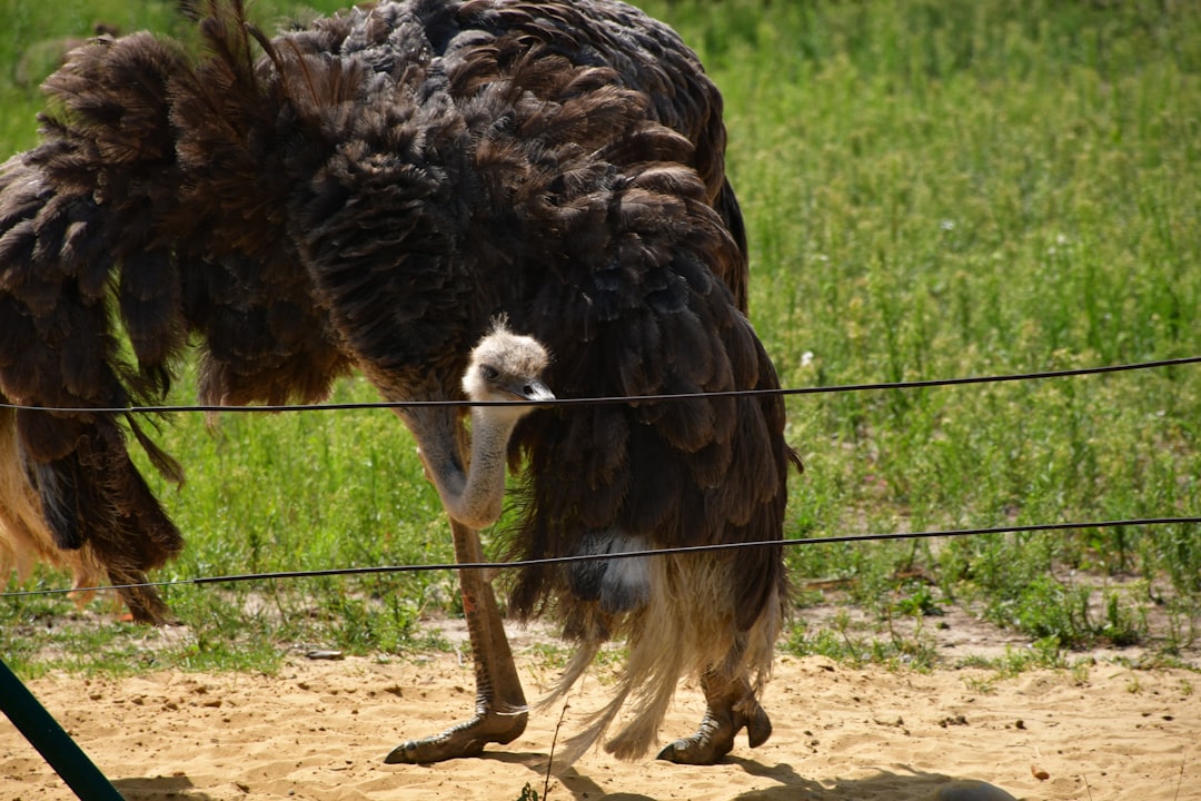 An ostrich bends down in a grassy field.