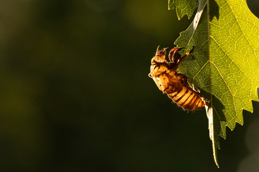 A close up of a caterpillar on a leaf