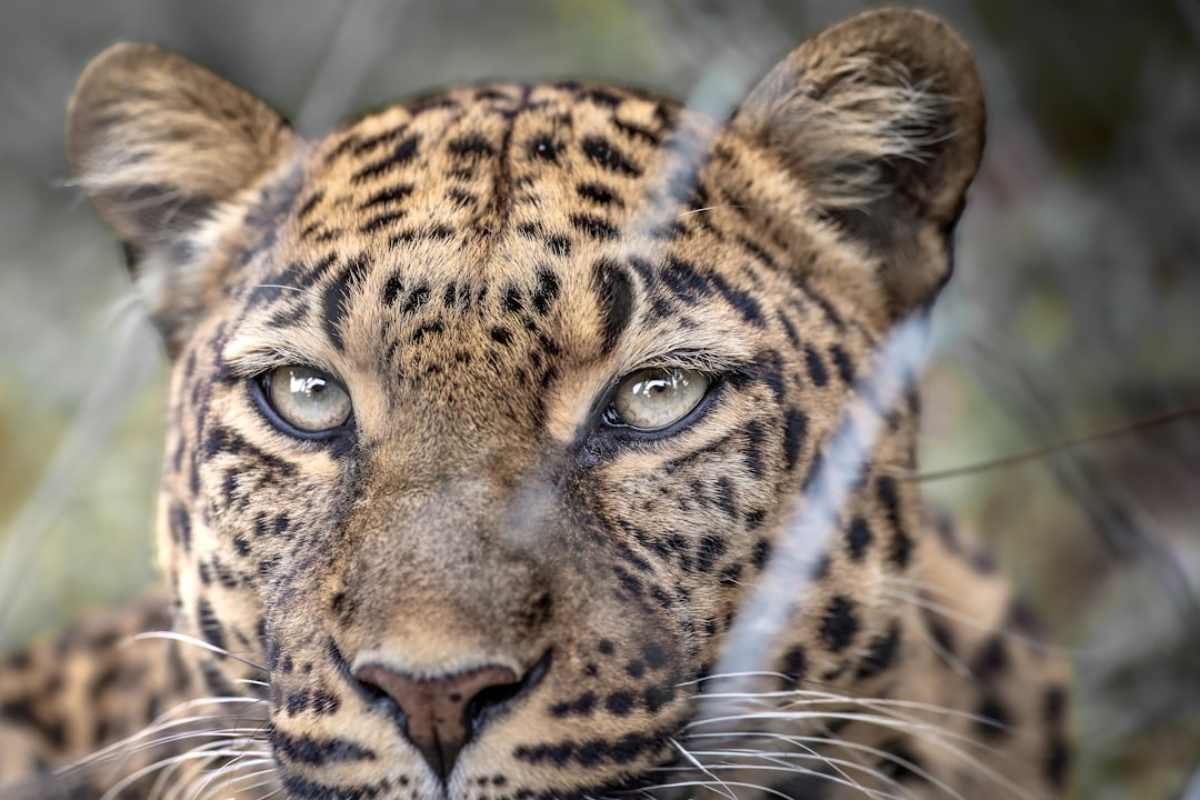 El Leopardo en tus Sueños: Un Mensaje del Tonal, los Orishas y el Destino