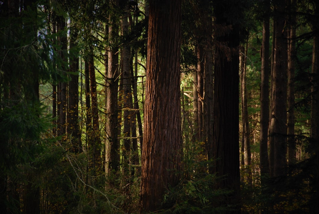El Bosque en tus Sueños: Un Viaje al Corazón del Misticismo Latinoamericano