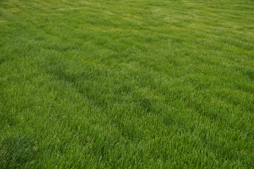 El Misterio de la Hierba en tus Sueños: Un Viaje por la Cosmovisión Latinoamericana