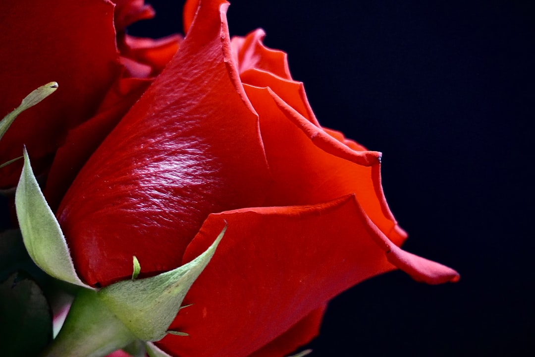 El Sueño de la Rosa: Mensajes del Alma en la Tradición Latinoamericana