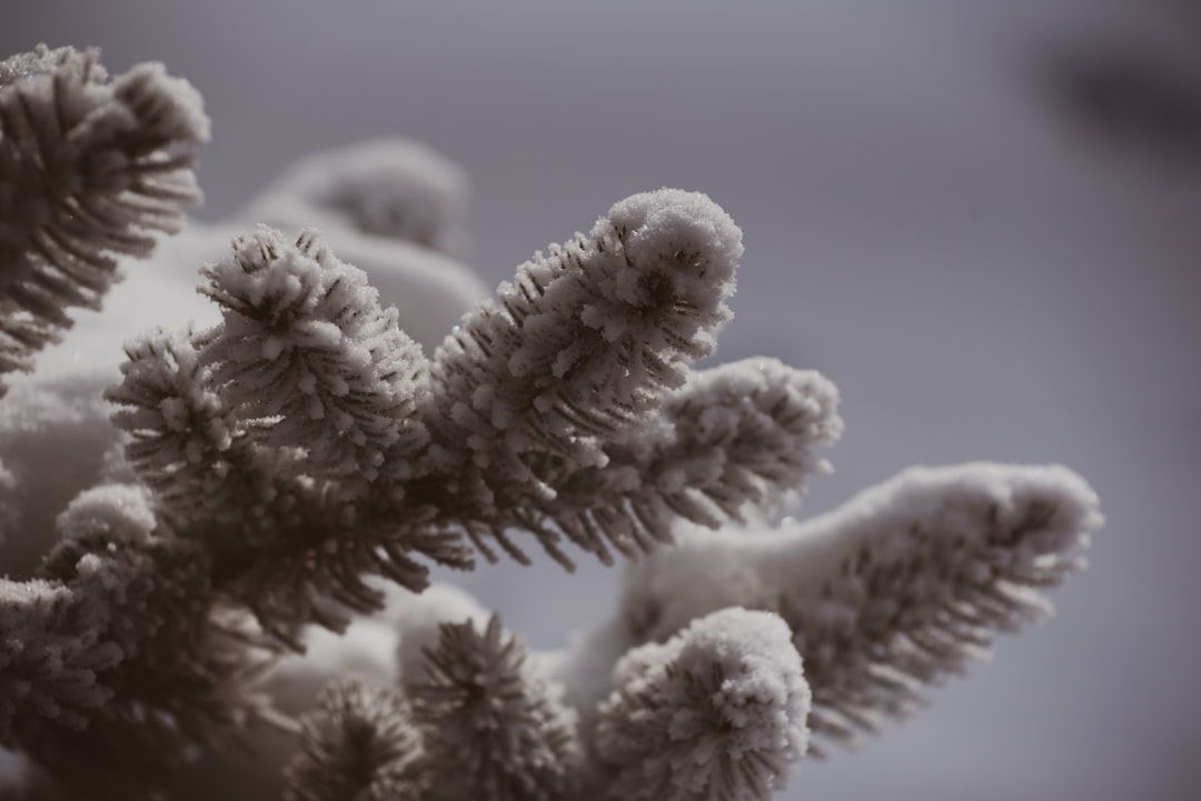 El Pino en tus Sueños: Un Mensaje del Tonal, los Orishas y tu Propio Ser