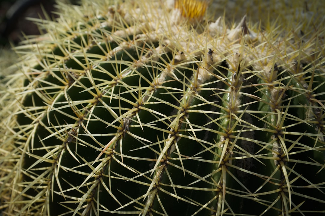 El Cactus en tus Sueños: Un Mensaje del Alma en la Tierra Sagrada de Latinoamérica