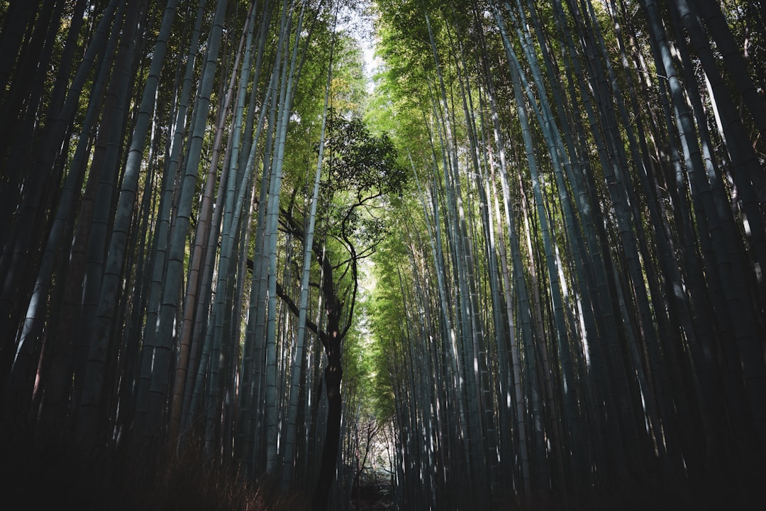 Los Sueños de Bambú: Mensajes del Tonal y el Más Allá en la Cosmovisión Latinoamericana