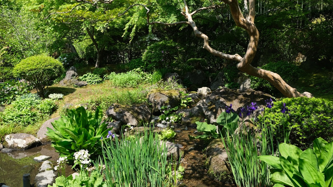 a small stream running through a lush green forest