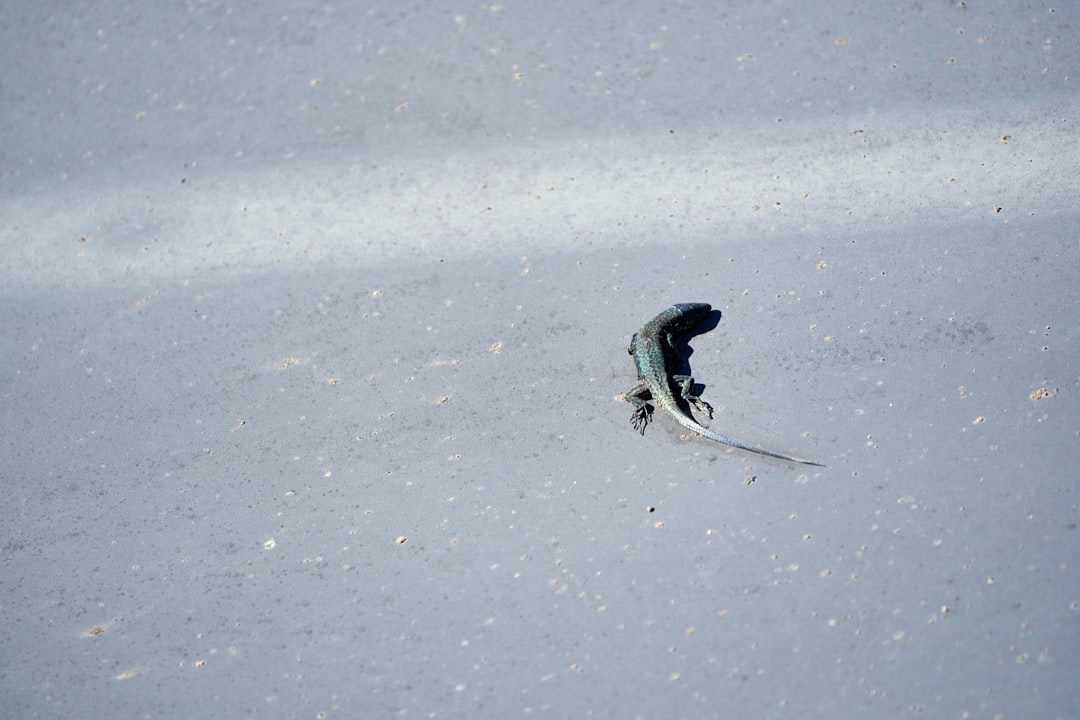 Los Sueños de Tu Piel: Un Viaje Místico por el Alma Latinoamericana