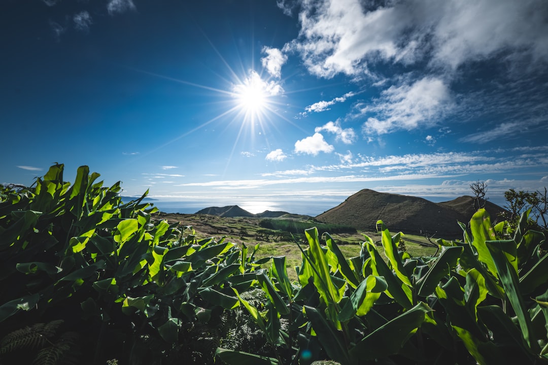 Lush green plants with rolling hills and ocean