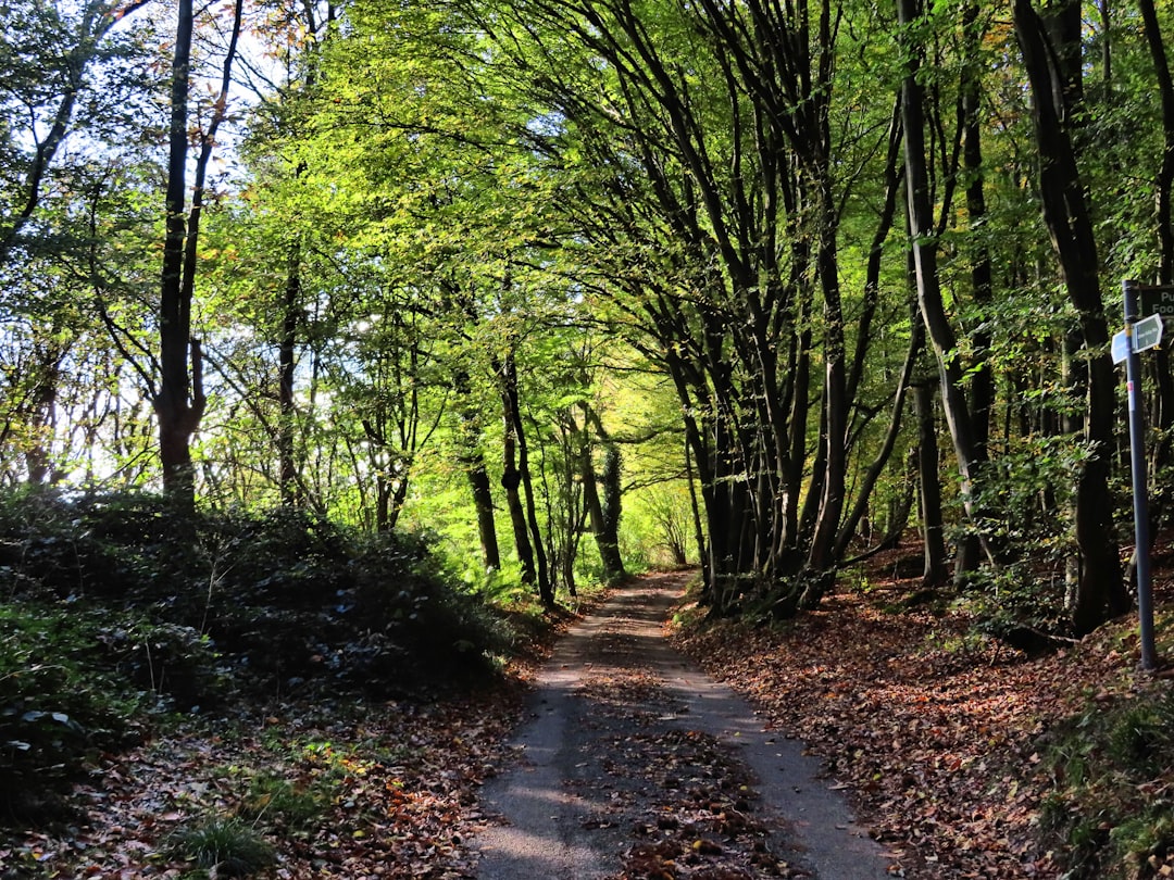 El Camino en tus Sueños: Un Viaje por la Mística Latinoamericana y la Psicología Profunda