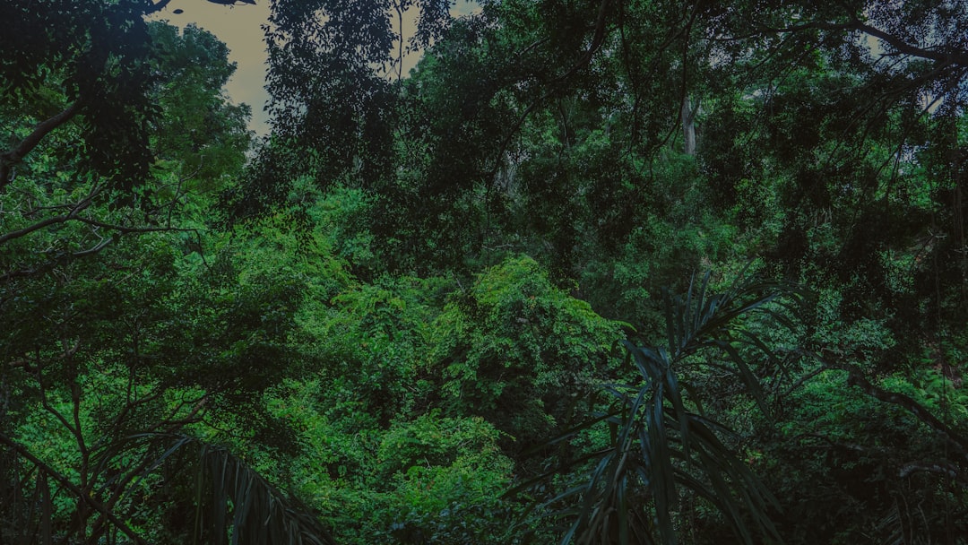 El Sueño de la Jungla: Un Viaje al Corazón Místico de Latinoamérica