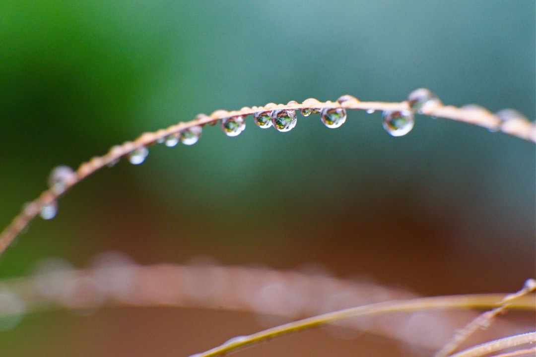 El Rocío en tus Sueños: Un Baño de Bendiciones y Revelaciones del Más Allá
