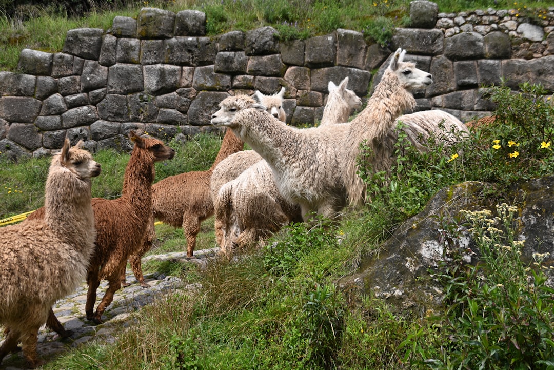 El Sueño de la Alpaca: Un Mensaje Ancestral en la Cordillera de la Vida