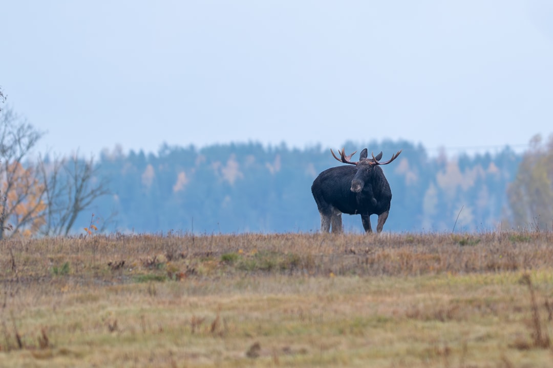 El Alce en tus Sueños: Un Mensaje del Tonal, los Orishas y el Camino del Destino