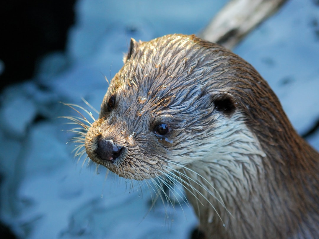 El Sueño de la Nutria: Mensajes del Tonal, el Mar y el Destino
